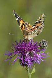 Painted Lady (Vanessa cardui)