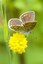 Modraszek ikar (Polyommatus icarus)