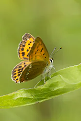 Czerwończyk dukacik (Lycaena virgaureae)