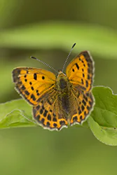 Czerwończyk dukacik (Lycaena virgaureae)