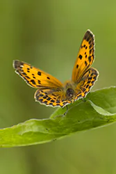 Czerwończyk dukacik (Lycaena virgaureae)