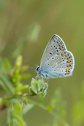 Modraszek ikar (Polyommatus icarus)