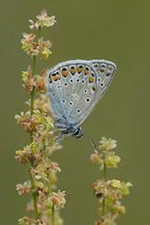 Modraszek ikar (Polyommatus icarus)
