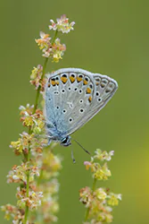 Modraszek ikar (Polyommatus icarus)
