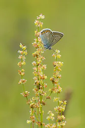Modraszek ikar (Polyommatus icarus)