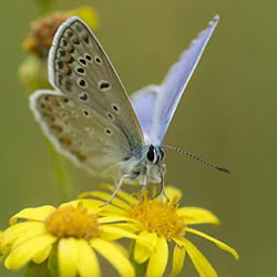 Modraszek ikar (Polyommatus icarus)