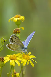 Modraszek ikar (Polyommatus icarus)