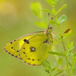 Szlaczkoń siarecznik (Colias hyale)