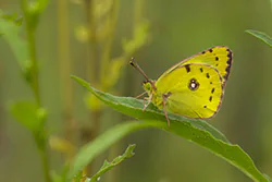 Szlaczkoń siarecznik (Colias hyale)