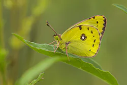 Szlaczkoń siarecznik (Colias hyale)