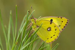 Szlaczkoń siarecznik (Colias hyale)