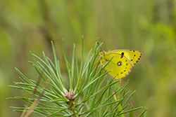 Szlaczkoń siarecznik (Colias hyale)