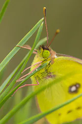 Szlaczkoń siarecznik (Colias hyale)