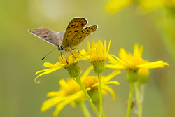 Czerwończyk uroczek (Lycaena tityrus)