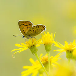 Czerwończyk uroczek (Lycaena tityrus)