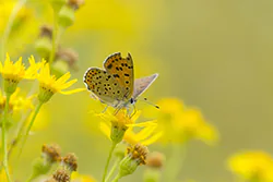Czerwończyk uroczek (Lycaena tityrus)