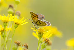 Czerwończyk uroczek (Lycaena tityrus)