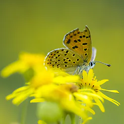 Czerwończyk uroczek (Lycaena tityrus)