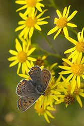 Czerwończyk uroczek (Lycaena tityrus)