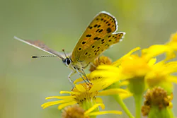 Czerwończyk uroczek (Lycaena tityrus)