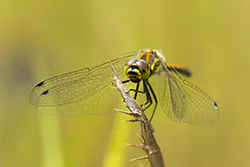 Szablak czarny (Sympetrum danae)