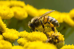 Pszczoła miodna (Apis mellifera)