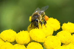 Pszczoła miodna (Apis mellifera)