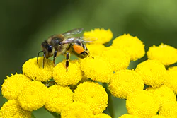 Pszczoła miodna (Apis mellifera)