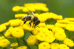 Pszczoła miodna (Apis mellifera)