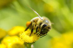Pszczoła miodna (Apis mellifera)