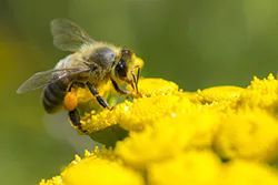 Pszczoła miodna (Apis mellifera)
