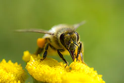 Pszczoła miodna (Apis mellifera)
