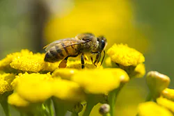Pszczoła miodna (Apis mellifera)