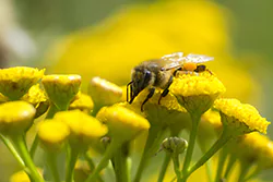 Pszczoła miodna (Apis mellifera)