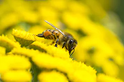 Pszczoła miodna (Apis mellifera)