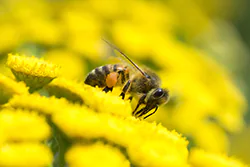 Pszczoła miodna (Apis mellifera)