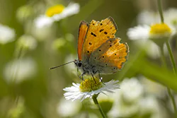Czerwończyk dukacik (Lycaena virgaureae)