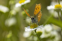 Czerwończyk dukacik (Lycaena virgaureae)
