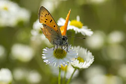 Czerwończyk dukacik (Lycaena virgaureae)