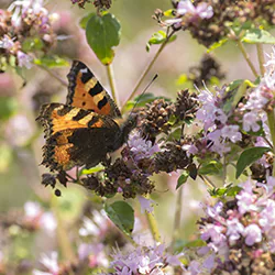 Rusałka pokrzywnik (Aglais urticae)