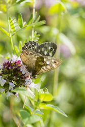 Speckled Wood (Pararge aegeria)