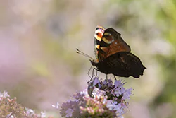 European Peacock (Inachis io)