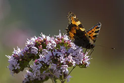 Rusałka pokrzywnik (Aglais urticae)