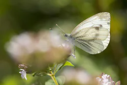Green-veined White (Pieris napi)