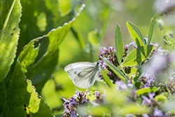Green-veined White (Pieris napi)