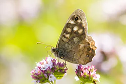 Speckled Wood (Pararge aegeria)