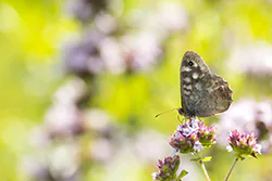 Speckled Wood (Pararge aegeria)