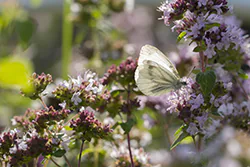 Green-veined White (Pieris napi)