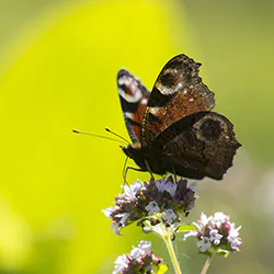 European Peacock (Inachis io)