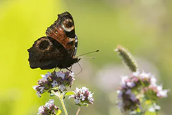 European Peacock (Inachis io)